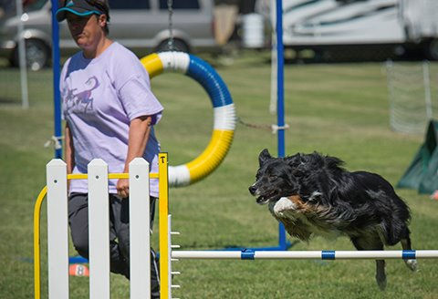 dog agility, dog sports, dog training, online canine consultation